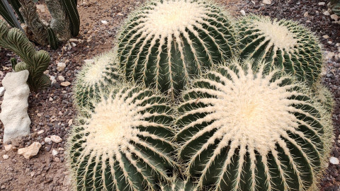 Cactus