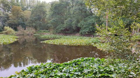 bootvijver